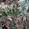 Pieris jap. Little Heath - 5L