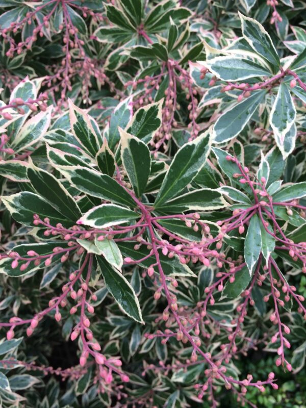 Pieris jap. Little Heath