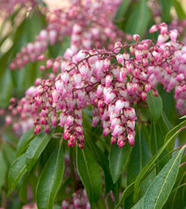 Pieris jap. Valley Rose