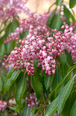 Pieris jap. Valley Rose