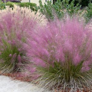 Muhlenbergia capillaris / Pink Muhly Grass