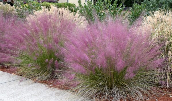 Muhlenbergia capillaris / Pink Muhly Grass