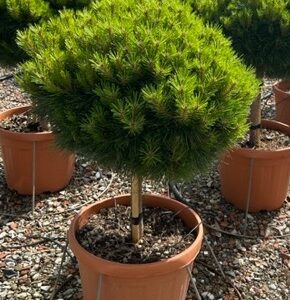 Pinus syl. Waterii 1/4 standard