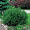 Pinus mugo Mops - 20L 30-40cm
