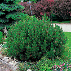 Pinus mugo Mops