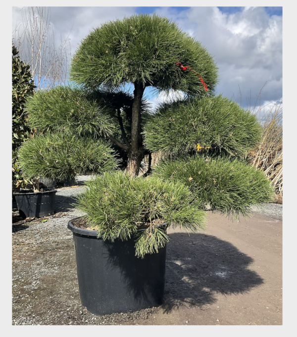 Pinus nigra nigra Mature Cloud Form - Image 3