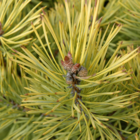 Pinus viridis Aurea