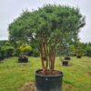 Pinus densiflora 'Umbraculifera' Form - 600L 150cm clear multi-stems, 2.5-3m wide head