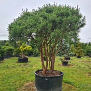 Pinus densiflora 'Umbraculifera' Form