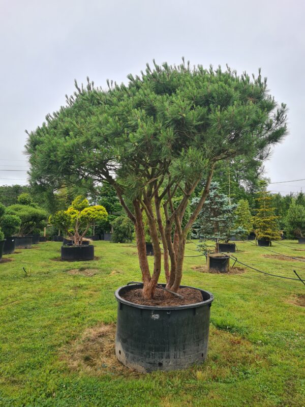 Pinus densiflora 'Umbraculifera' Form