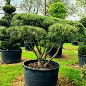 Pinus densiflora 'Umbraculifera' Bonsai