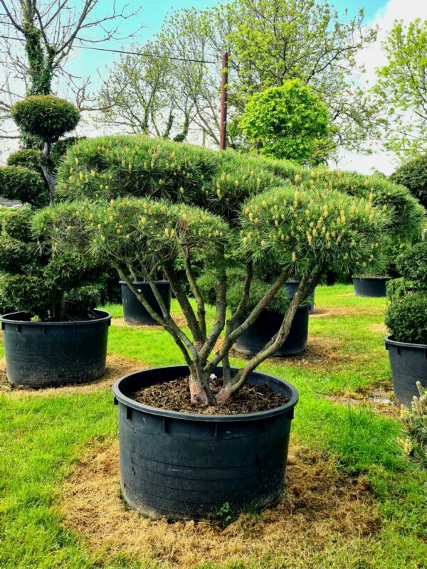 Pinus densiflora 'Umbraculifera' Bonsai