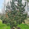 Pinus heldreichii Specimen - 500L airpot, 30-35cm girth, 4-5m tall