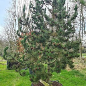 Pinus heldreichii Specimen