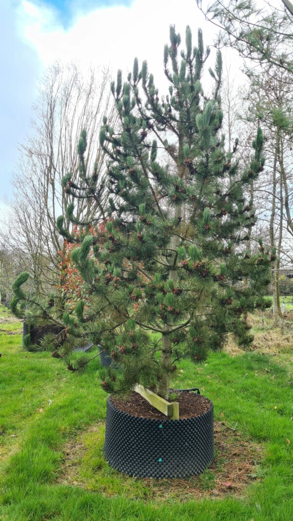 Pinus heldreichii Specimen