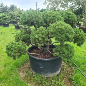 Pinus mugo Mature Specimen