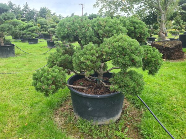 Pinus mugo Mature Specimen