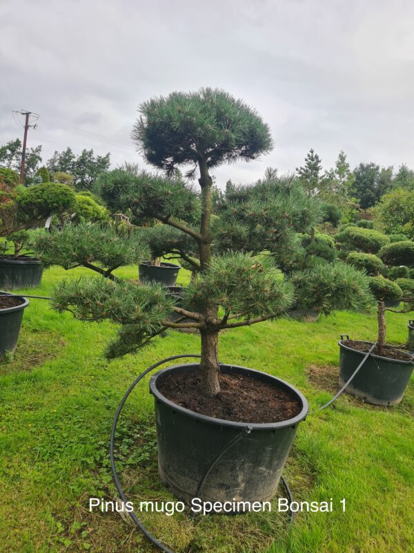 Pinus mugo Specimen Bonsai - Image 2