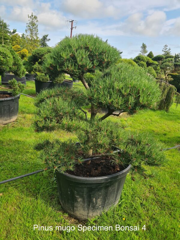 Pinus mugo Specimen Bonsai - Image 4