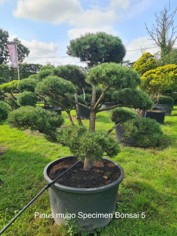Pinus mugo Specimen Bonsai - Image 5