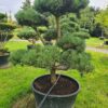 Pinus mugo Specimen Bonsai - Image 3