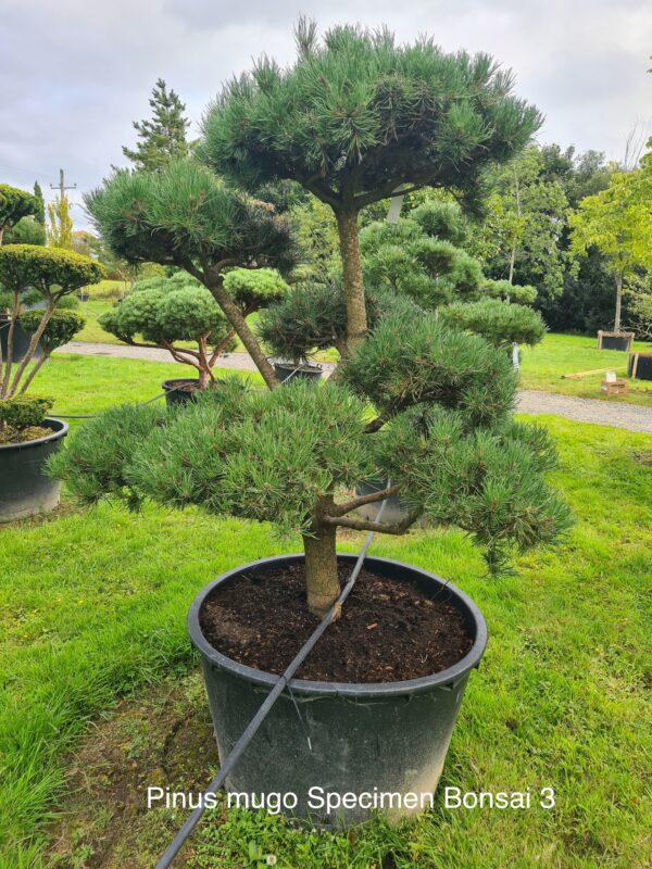 Pinus mugo Specimen Bonsai - Image 3