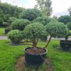 Pinus mugo Specimen Multi-Stem Bonsai - Image 2