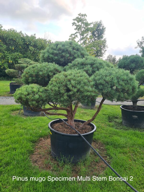 Pinus mugo Specimen Multi-Stem Bonsai - Image 2