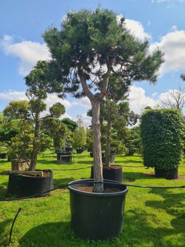 Pinus nigra nigra Form - Image 2
