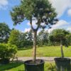 Pinus nigra nigra Form - 450L 45-50cm girth, 3.5-4m tall, Standard