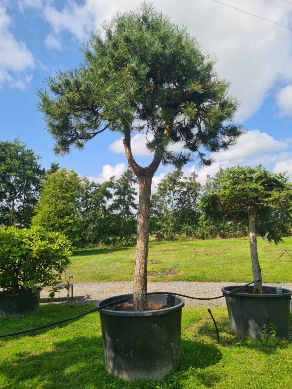 Pinus nigra nigra Form