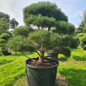 Pinus nigra nigra Mature Cloud Form