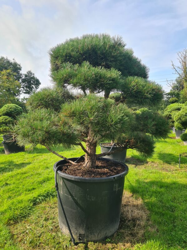 Pinus nigra nigra Mature Cloud Form