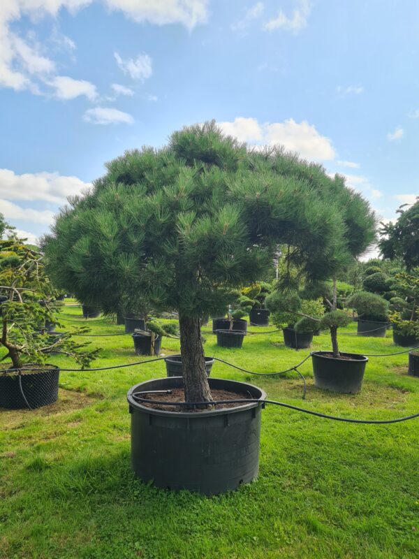 Pinus nigra nigra Umbrella - Image 3