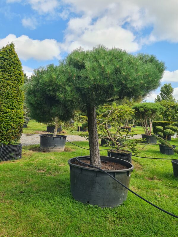 Pinus nigra nigra Umbrella - Image 2