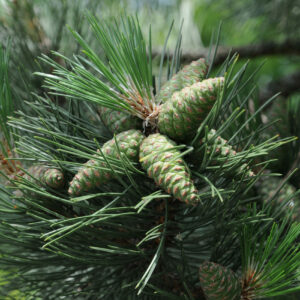 Pinus nigra nigra