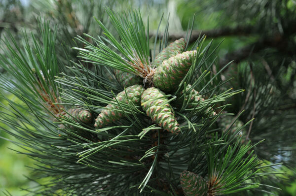 Pinus nigra nigra