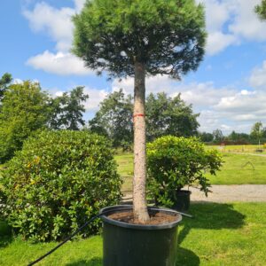 Pinus peuce - Mature Standard Form