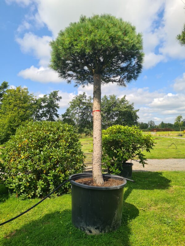 Pinus peuce - Mature Standard Form