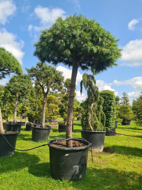 Pinus peuce - Mature Standard Form - Image 2