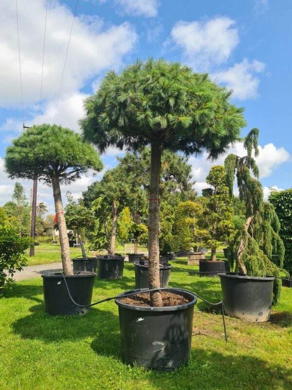 Pinus peuce - Mature Standard Form - Image 3
