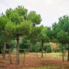 Pinus pinea - 70L 14-16cm girth, 1.8m stem, Standard