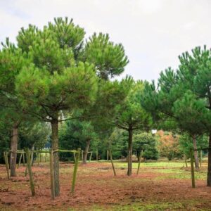 Pinus pinea