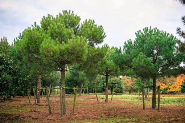 Pinus pinea