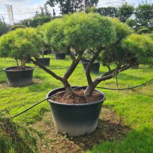 Pinus strobus Radiata Specimen