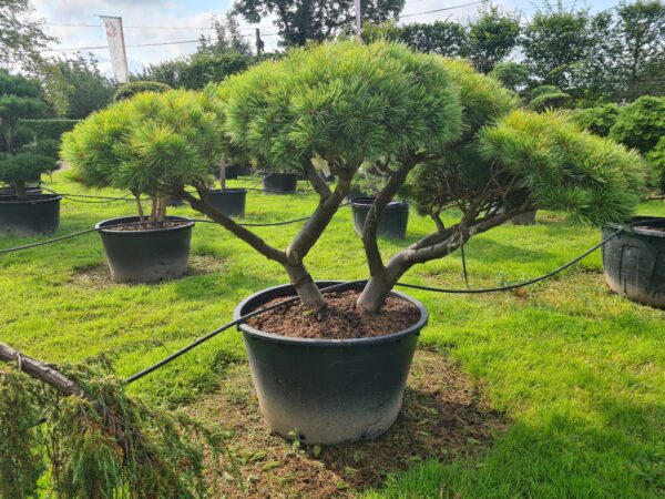 Pinus strobus Radiata Specimen