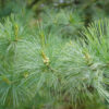 Pinus strobus - 180L 20-25cm girth, 3.5-4m tall