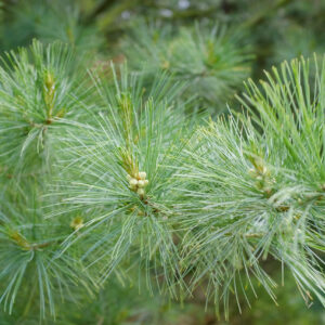 Pinus strobus