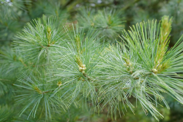 Pinus strobus