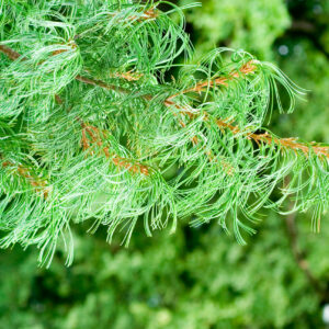 Pinus strobus Tortuosa